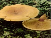 http://mycoweb.narod.ru/fungi/Korhonen/Hygrophoropsis_aurantica.jpg